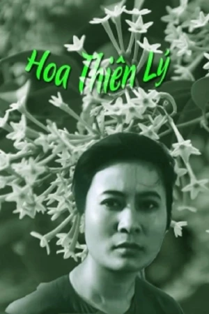 Hoa Thiên Lý - Tonkin Jasmine Flower (1973)